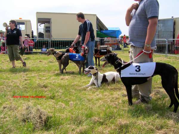 Greys from kennels